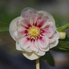 5654 認定プリマヴェーラゴールド クリスマスローズ開花 加藤農園