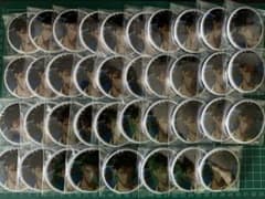 FGO Fate/Grand Order コミケ104 オジマンディアス 38点 - メルカリ