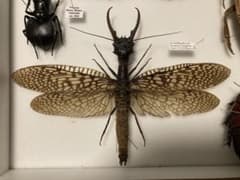 大型 オオキバヘビトンボ - メルカリ