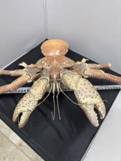 u*d様 現地土産品 ヤシガニ 剥製 標本 約50センチ - メルカリ