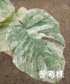 けんけん様専用 MonsteraLegacy モンステラ レガシー 斑入り - メルカリ