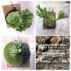ビカクシダ リドレイ シルベリー マダガスカリエンセ 3株セット 板付け