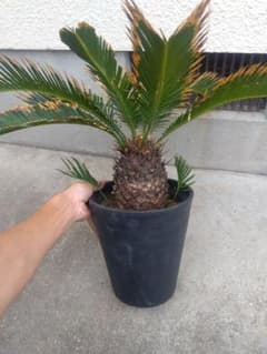ひろこsan様専用 金環ソテツ 7号鉢つき 特別個体❗子株2株つき❗ ③