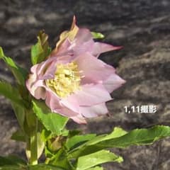 クリスマスローズ シャルウィダンス 若泉ファーム ヒデコート - メルカリ