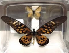 m37465271177_1.jpg?1712492543