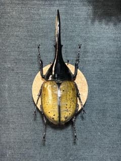 D*s様 D.hヘラクレス 大型 野外標本 - メルカリ