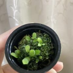 ビカクシダ P.Willinckii OMG 前葉体 胞子体 C - メルカリ