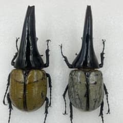 m39543191594_1.jpg?1758072574