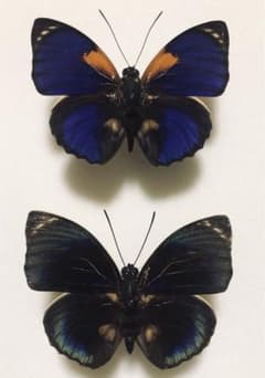 蝶標本 アグリアス2種セット 2 - メルカリ
