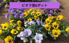 ビオラ苗6ポット - メルカリ
