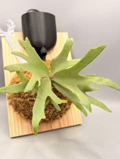 極大サイズ ビカクシダ P.willinckii 'Jewel' spore - メルカリ