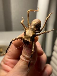 m47484936100_1.jpg?1767470646