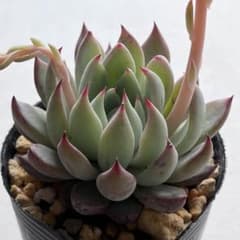 no. 670青鬼 おらいさん ミックスベリア 札なし 抜き苗 多肉 - メルカリ