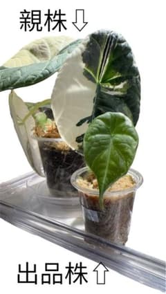 Maharani albo マハラニアルボ - メルカリ