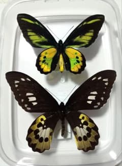 蝶標本 ロスチャイルドトリバネアゲハ ペア No.2 - メルカリ