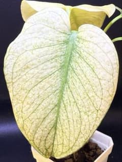 ホワイトモンスター天津蘭 モンステラ斑入り A速達付 - メルカリ