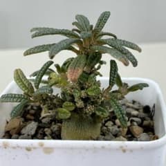 E31実生 まん丸 ドルステニア ギガス ブラータ - メルカリ