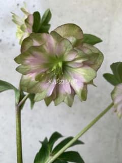 ヒ*イ様 アンティークピエラ クリスマスローズ 株分け - メルカリ