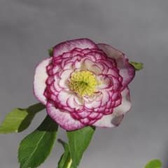 m58914516852_1.jpg?1739460237