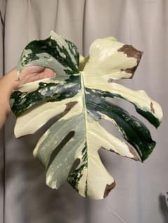 Monstera deliciosa 'White Tears'白斑 本物！ - メルカリ