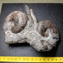 三笠産アンモナイト共生化石 - メルカリ