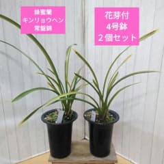 蜜蜂蘭 キンリョウヘン 常盤錦 花芽付 4号鉢 2個セット - メルカリ