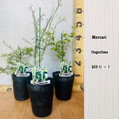 柑橘2年生 フィンガーライム接木苗／苗 3鉢セット 撮影品発送 - メルカリ