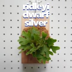 ビカクシダ リドレイ ドワーフ シルバー 板付 R-3 - メルカリ