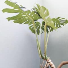 SAM様専用根上り モンステラ デリシオーサ (現品) 癒し空間8号