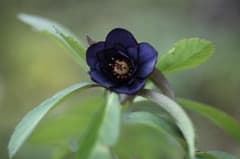 クリスマスローズ 開花株 極小輪八咫烏hyb - メルカリ