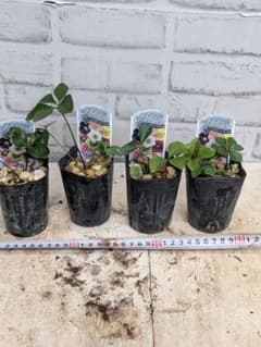 花色お楽しみ株♪ クリスマスローズ 八重咲き 4ポットセット♪ - メルカリ