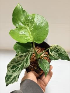 ☆美株☆ モンステラ バルバソー バルバソウル フシギダネ - メルカリ