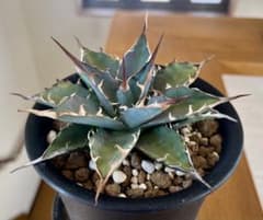 やーまん太郎様専用 アガべ ハイブリッド エボリスピナ×美系厳龍 福