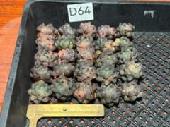1 多肉植物 ハオルチア オブツーサ錦 水中月錦 糊斑 超美品 25株
