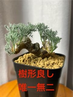 レア色良型発根6サルコカウロン ムルチフィズム モンソニア