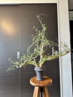 n*o様 特大 コミフォラ カンペストリス Commiphora Campest - メルカリ