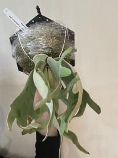 willinckii mix spore Predator, SPA,Kai 4 - メルカリ