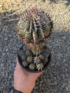 ケンさま専用【ユーフォルビア】 ホリダ宇田ゼブラ子株⑦⑨ - メルカリ