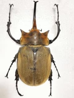特大エレファスゾウカブト標本 - メルカリ