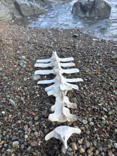希少】値下げ！イルカ スナメリ10本セット 背骨 椎骨 標本 骨格標本