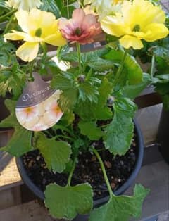 h*n様 ラナンキュラスラックス ウラノス（キメラ咲き、変わり咲き