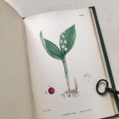 1869年！ 超希少 手彩色160枚 サワビーの英国植物図鑑IX