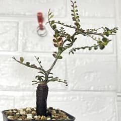 塊根植物】オペルクリカリアパキプス 根挿し パワータンク63 - メルカリ
