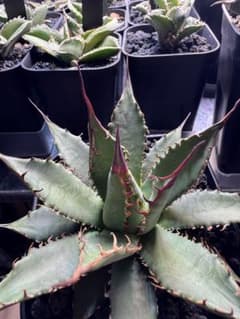 アガベ ハイブリッド 妖炎×霍利達 検）妖姫 妖帝 妖霍利 エボリスピナ