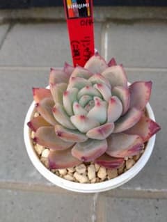 二瓶リンゼアナ simijimiさん苗 札付き メルカリ便 - メルカリ