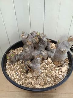 X111☆発根済☆大株美形パキポディウムブレビカリックス - メルカリ