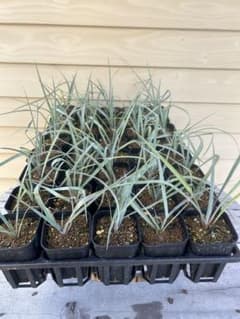 耐寒性ユッカ ロストラータ 15株鉢植え発送 - メルカリ