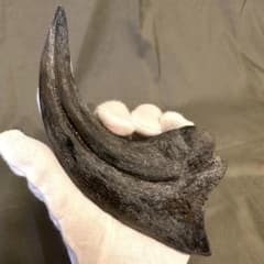 アロサウルス ハンドクロウ かぎ爪 化石標本 肉食恐竜 獣脚類 1498
