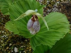 山野草（ラン科） 日本クマガイソウ 2花芽株 - メルカリ