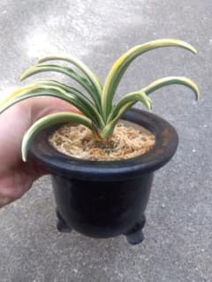 然舎様専用 万年青 おもと 長生殿 覆輪斑 4号陶器鉢つき 極上❗ ①